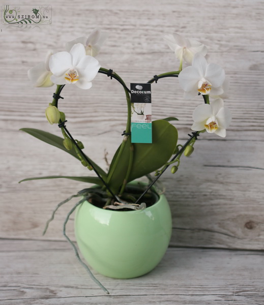 flower delivery Budapest - Heart shaped phalaenopsis orchid in pot