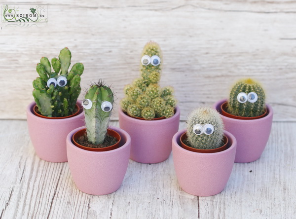flower delivery Budapest - Cactus with eyes in pot, 1 piece!