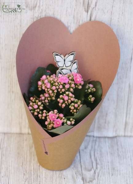 flower delivery Budapest - Calanchoe in heart paper, with butterflies