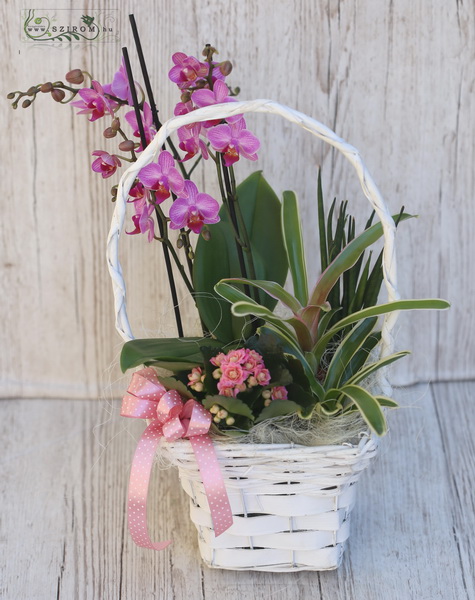 flower delivery Budapest - Plant basket with orchid, kalanchoe, bromelie