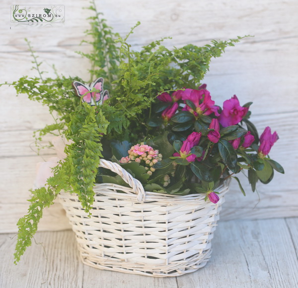 flower delivery Budapest - Plant basket with azalea, kalanchoe, fern