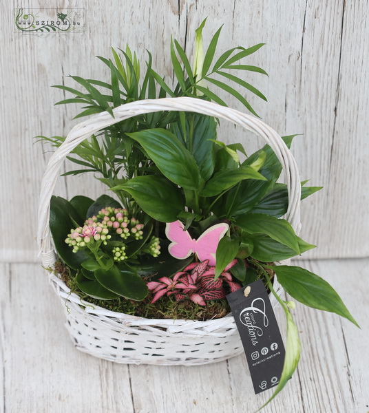 flower delivery Budapest - Plant basket with spatyphilum, calanchoe