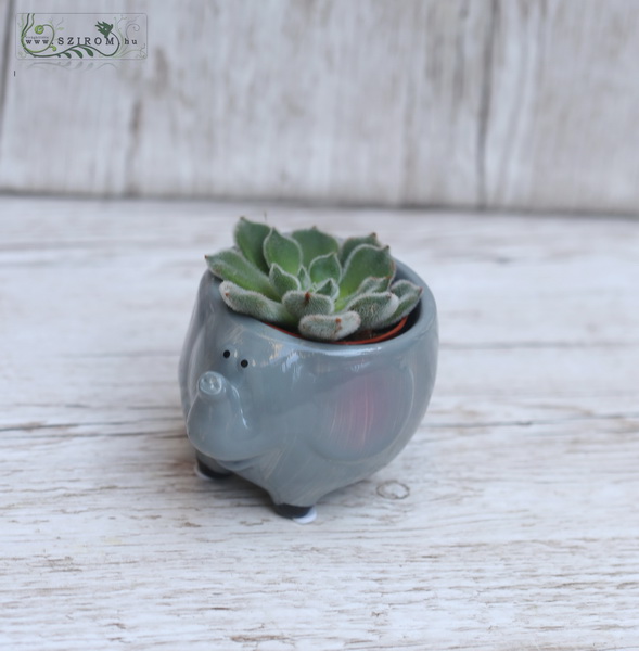 flower delivery Budapest - Echevieria in small animal shaped pot 7cm
