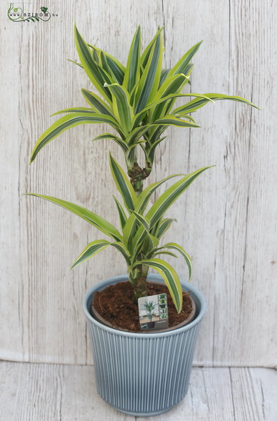 Virágküldés Budapest - Dracena 75cm