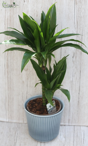 Blumenlieferung nach Budapest - Dracena 75cm