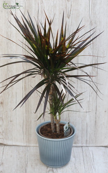 flower delivery Budapest - Dracena 75cm