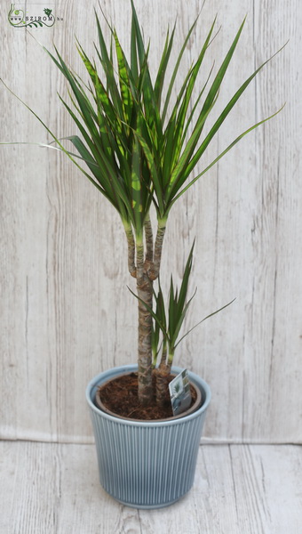 Blumenlieferung nach Budapest - Dracena 75cm