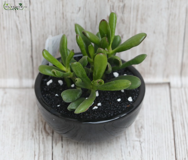 flower delivery Budapest - Succulent in ceramic pot 18cm