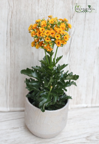 Blumenlieferung nach Budapest -  Kalanchoe 'exotic Orange Meadow' im metallische Varbe Topf