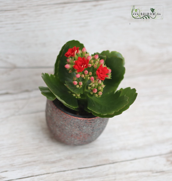 flower delivery Budapest - mini kalanchoe in deifferent color in pot