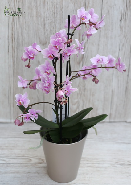 Blumenlieferung nach Budapest - Multiflora Phalaenopsis Orchidea verschiedene Farben