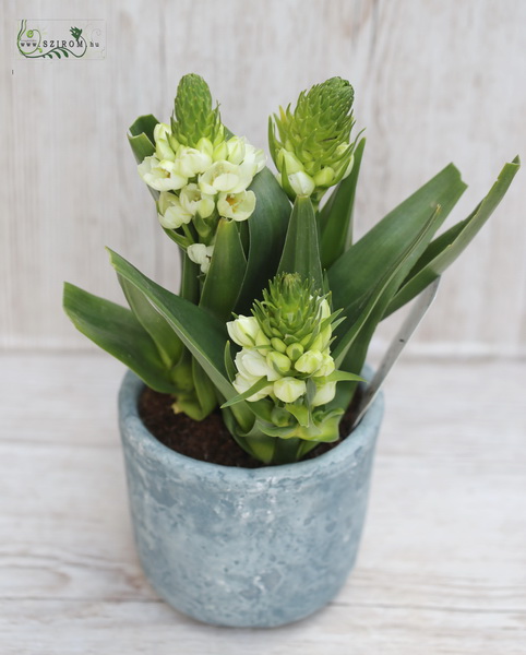 Blumenlieferung nach Budapest - Ornithogalum mit Topf