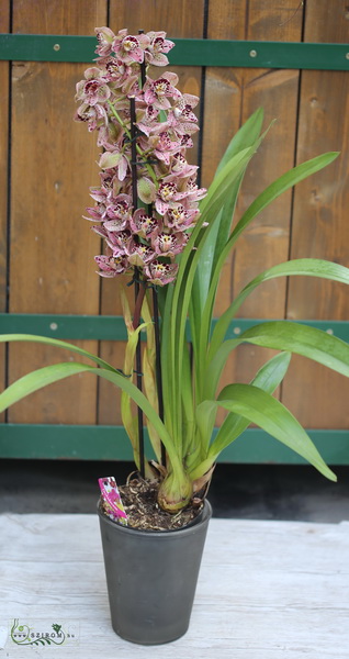 Virágküldés Budapest - cymbidium orchidea cserepes 