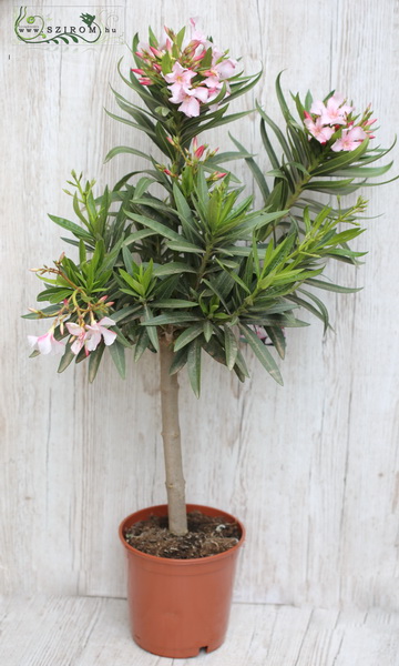 flower delivery Budapest - oleander (balcon)