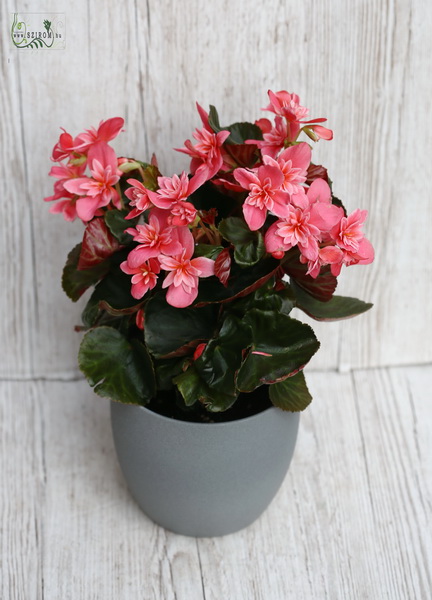 flower delivery Budapest - Begonia in pot