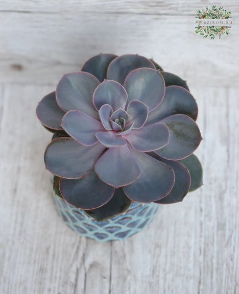 Virágküldés Budapest - echeveria