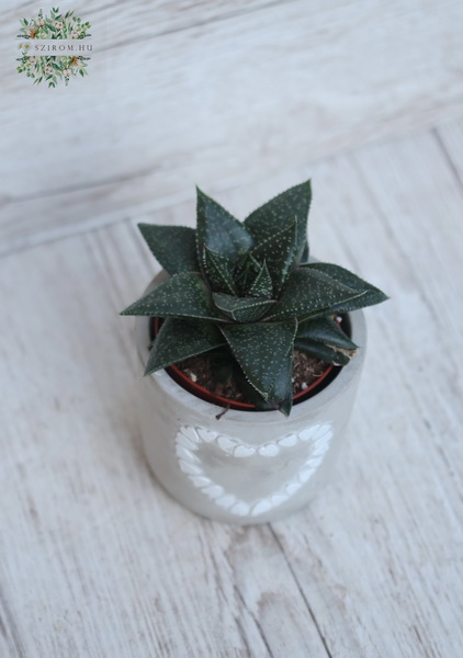 Virágküldés Budapest - Haworthia