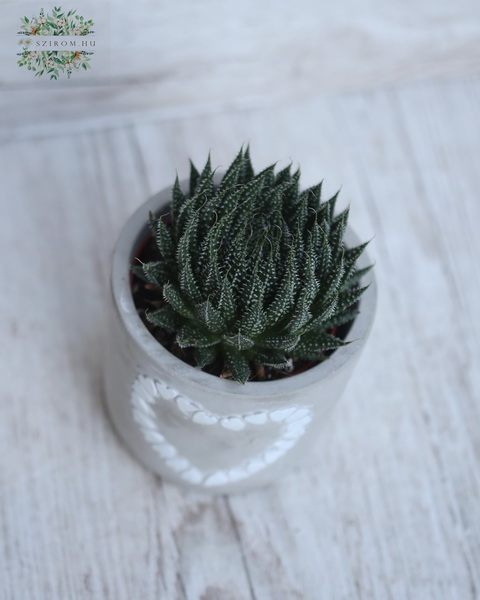 Virágküldés Budapest - Haworthia