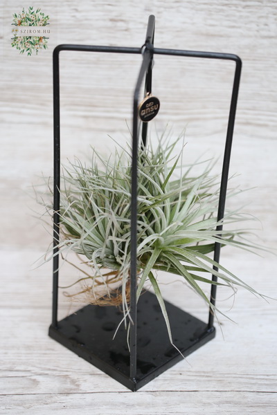 Virágküldés Budapest - tillandsia exotica