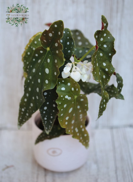 flower delivery Budapest - Begonia maculata in Pot