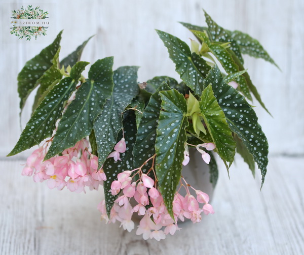 Blumenlieferung nach Budapest - Begonia Maculata Rosa im Topf