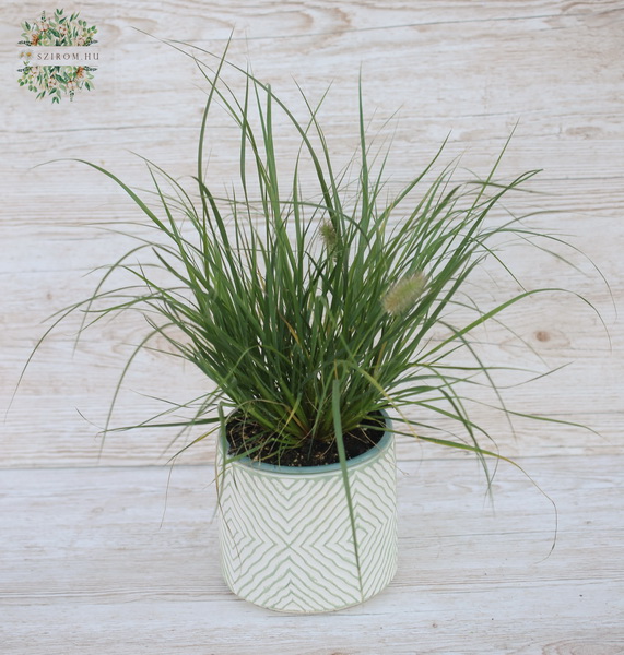 flower delivery Budapest - Ornamental grass in pot (outdoors)