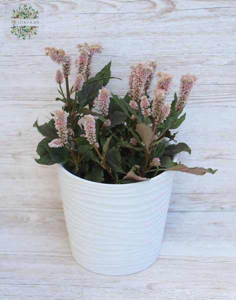 flower delivery Budapest - Pale pink Celosia in a Pot (balcony plant)