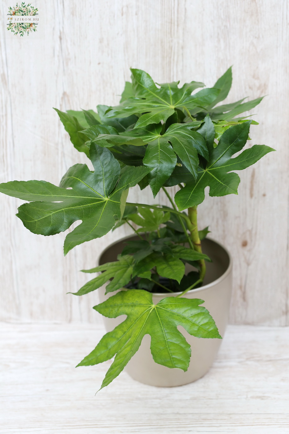 flower delivery Budapest - Aralia in pot 35cm