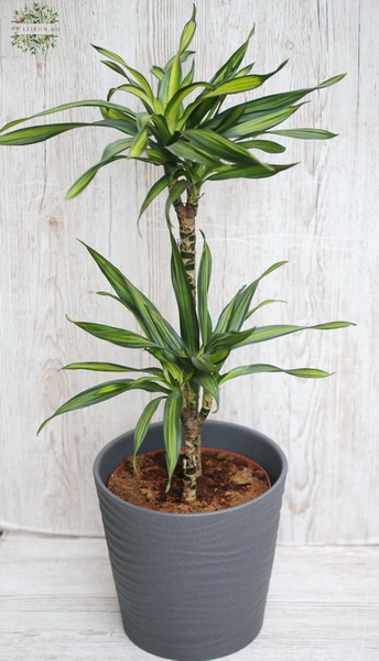 Blumenlieferung nach Budapest - Dracena Riki mit Topf , mittelgross