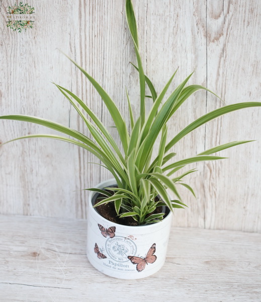 flower delivery Budapest - Chlorophytum  in pot