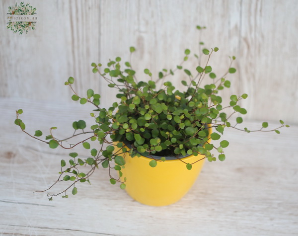 flower delivery Budapest - Muehbeckia in pot