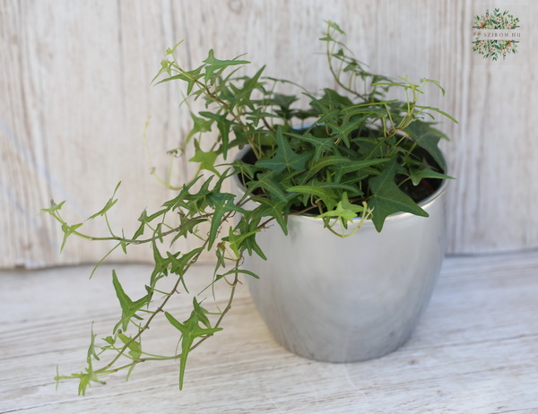 Blumenlieferung nach Budapest - Hedera im Topf