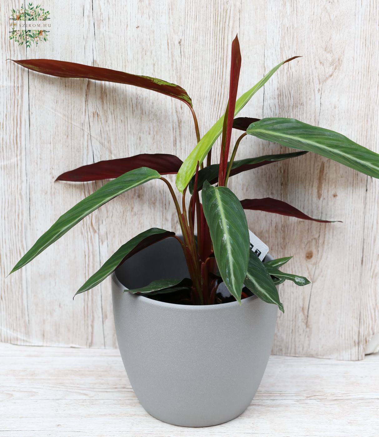 flower delivery Budapest - Calathea in pot - indoor plant