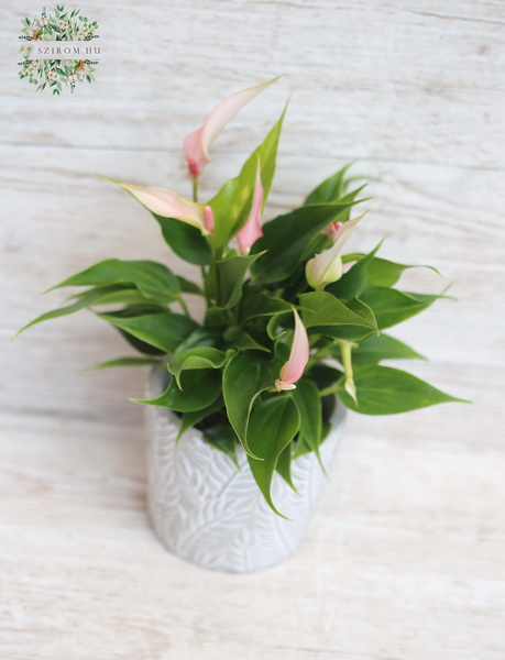 flower delivery Budapest - Anthurium 'Lilli' in a pot - houseplant