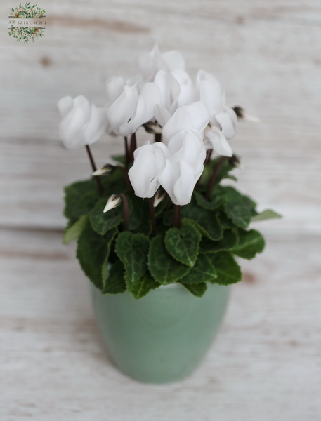 Blumenlieferung nach Budapest - mini Cyclamen