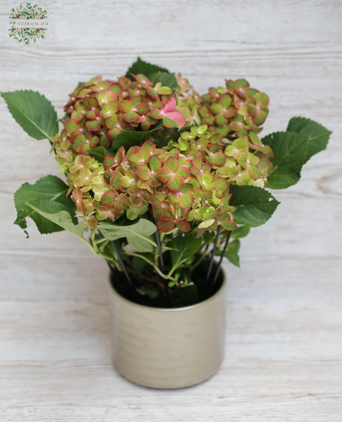 flower delivery Budapest - Green hydrangea in a pot