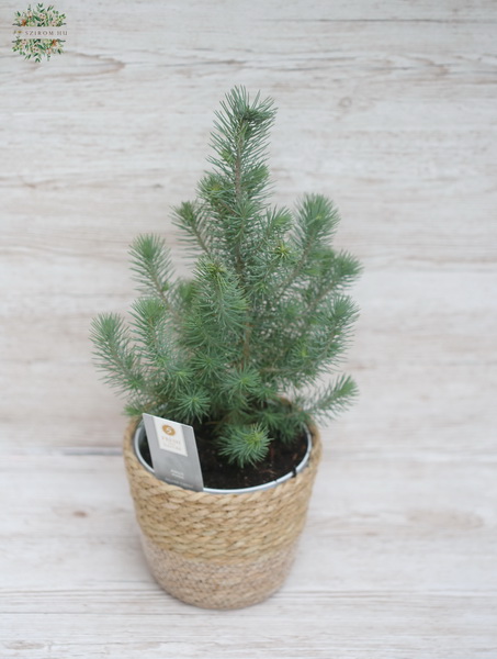 Blumenlieferung nach Budapest - Pinus Silver Crest 52cm