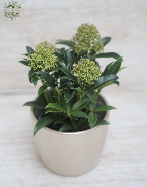 Blumenlieferung nach Budapest - Skimmia Japonica