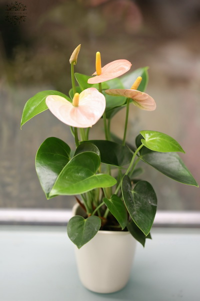 flower delivery Budapest - Mini anthurium, peach