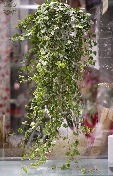 Blumenlieferung nach Budapest - Grosse Hedera