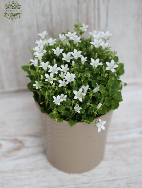 flower delivery Budapest - white Campanula with pot