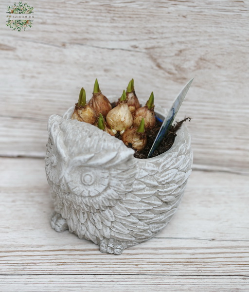 flower delivery Budapest - small bulbs in owl-shaped pot