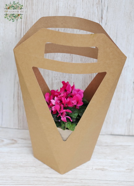 flower delivery Budapest - Cyclamen in pot and paper bag