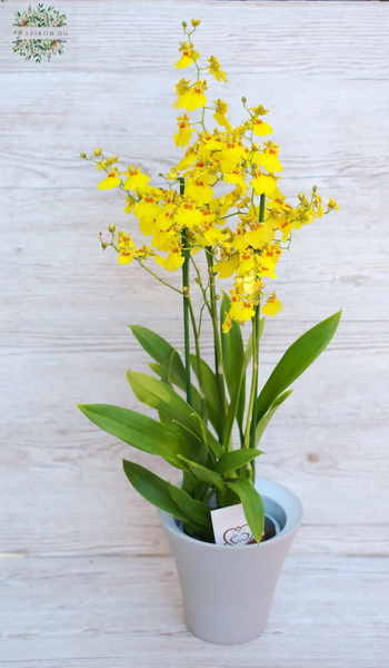 flower delivery Budapest - Oncidium varicosum in pot