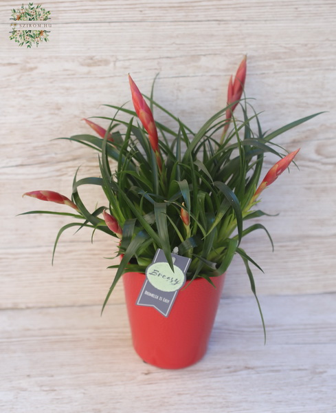 flower delivery Budapest - bromeliad Vriesea Astrid in pot