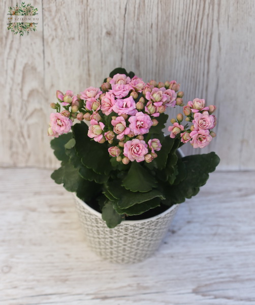 flower delivery Budapest - Kalanchoe in different colors in a pot