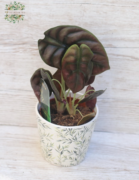 flower delivery Budapest - Alocasia cuprea in pot (20cm)