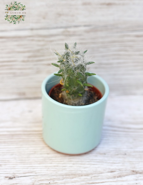 flower delivery Budapest - Opuntia floccosa in a pot (7cm)