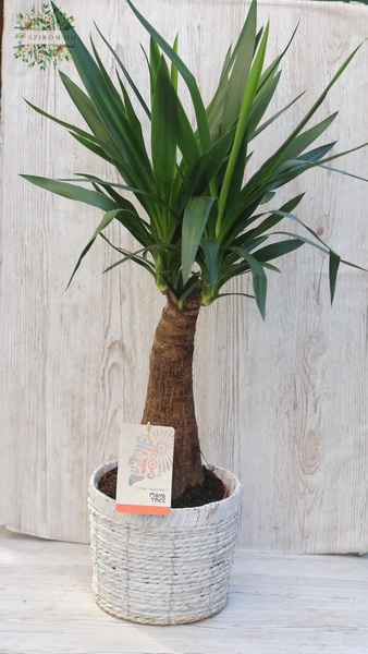 flower delivery Budapest - Yucca guatemalensis in a pot (80cm)