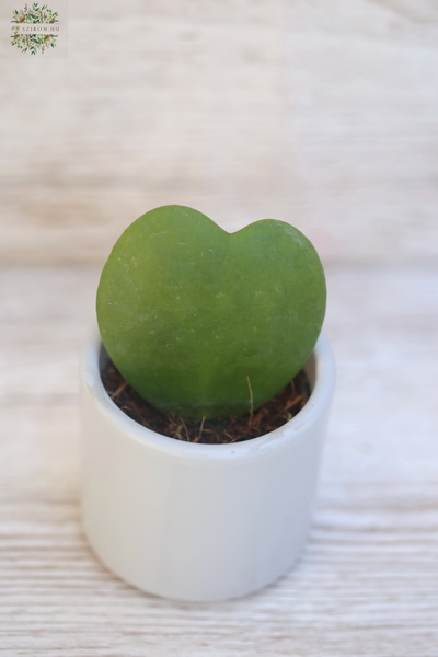 flower delivery Budapest - green heart leaf (Hoya) in pot